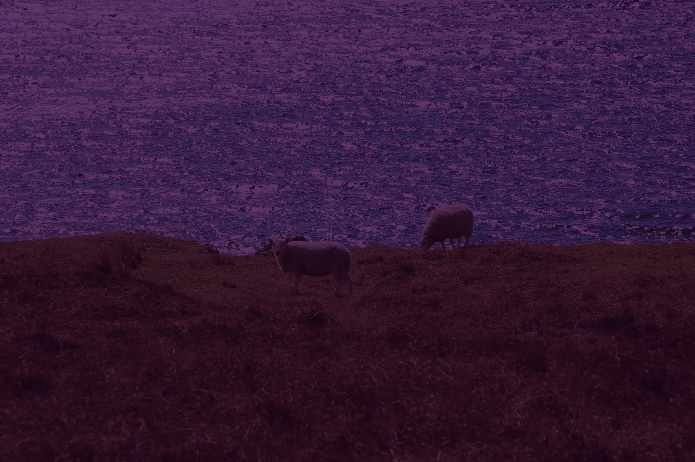 Sheep grazing on a coastal cliff, Isle of Skye